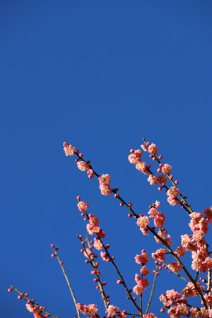 Beautiful Japanese scenery "Plum blossoms blooming in spring"の写真素材