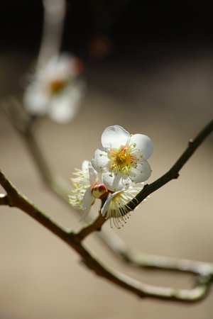 Beautiful Japanese scenery "Plum blossoms blooming in spring"の写真素材