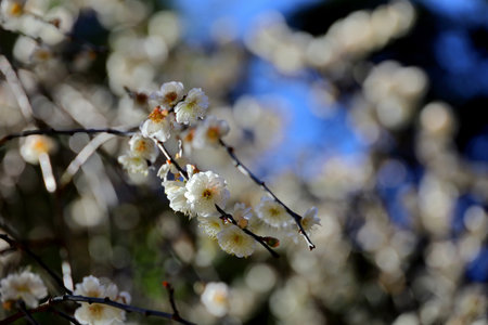 Beautiful Japanese scenery "Plum blossoms blooming in spring"の写真素材