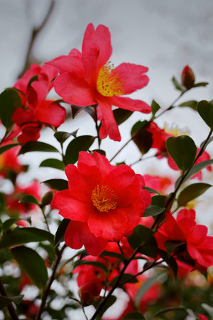 Camellia flowers blooming in winterの写真素材