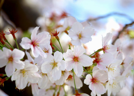 Background material photo of a close-up of cherry blossoms in full bloomの写真素材