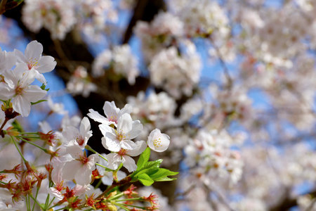 Background material photo of a close-up of cherry blossoms in full bloomの写真素材