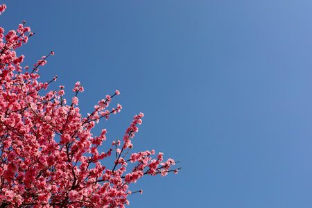 Background material photo of a close-up of cherry blossoms in full bloomの写真素材