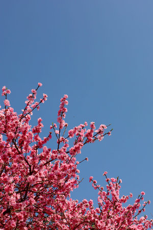 Background material photo of a close-up of cherry blossoms in full bloom