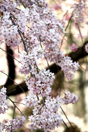 Background material photo of a close-up of cherry blossoms in full bloomの写真素材