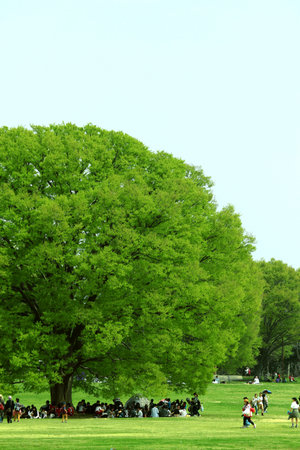 April 3, 2018 Tachikawa City, Tokyo, Japan
People enjoying a spring picnic under a large tree in the large square of Showa Kinen Park during cherry blossom seasonのeditorial素材