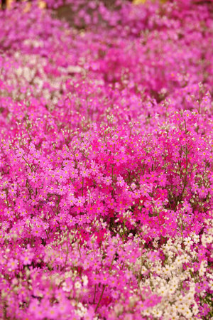 A close-up background photo of a pink moss phlox flower bedの写真素材