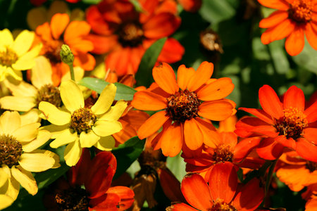 Colorful zinnia flowers in the spring sunshineの写真素材
