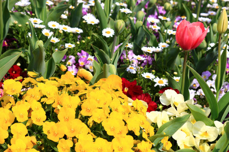 A close-up photo for background material of flowers blooming in a spring flower bedの写真素材