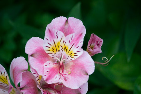 Fascinating alstroemeria flowers with an exotic feelの写真素材