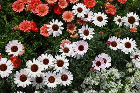 A close-up photo for background material of flowers blooming in a spring flower bedの写真素材