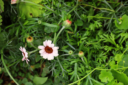 Cute Rhodansemum flowers blooming in the flower bedの写真素材