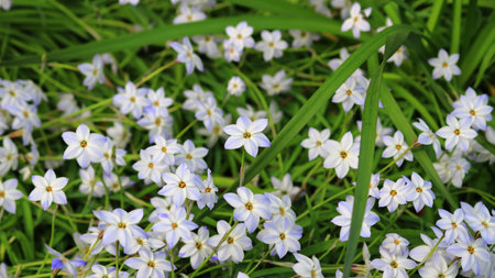 A close-up background photo of a spring starflower flower bedの写真素材