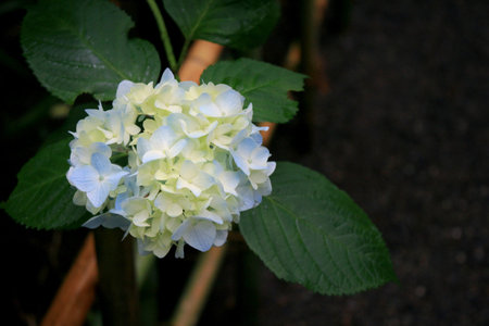 Pale purple hydrangea blooming in a Japanese garden