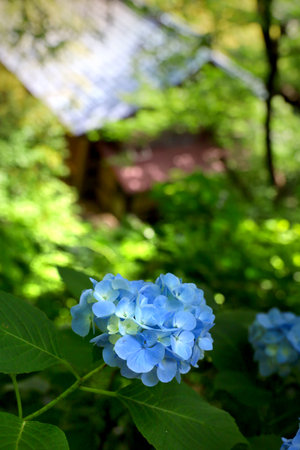 Light blue hydrangeas blooming in the lush green mountains of Kamakuraの写真素材