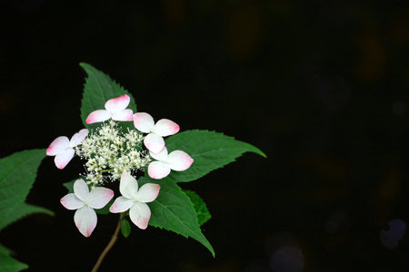 Mountain hydrangea flowers with beautiful pale pink gradationの写真素材