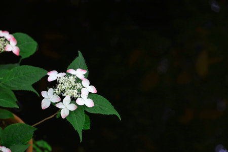Mountain hydrangea flowers with beautiful pale pink gradationの写真素材