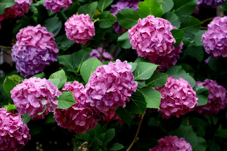 Reddish purple hydrangea blooming in a fresh green gardenの写真素材