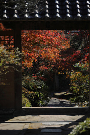 Autumn leaves and the scenery of Japan's ancient cityの写真素材