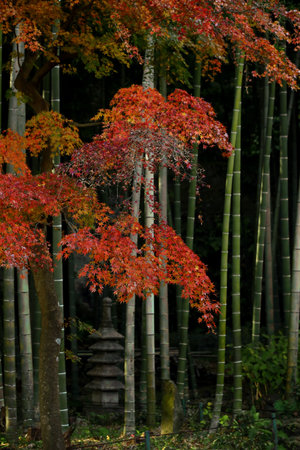 A beautiful Japanese garden with bamboo groves and the orange autumn leaves of Japanese maplesの写真素材