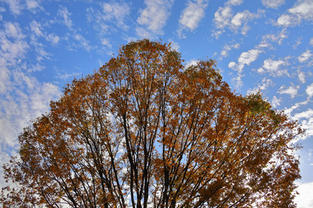 Blue sky and autumn leaves of Zelkova treeの写真素材