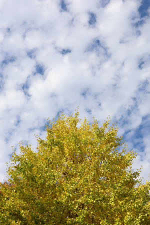 Blue sky and autumn leaves of ginkgo treeの写真素材