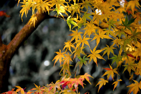 Maple leaves starting to change color to autumnの写真素材
