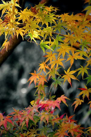 Maple leaves starting to change color to autumnの写真素材
