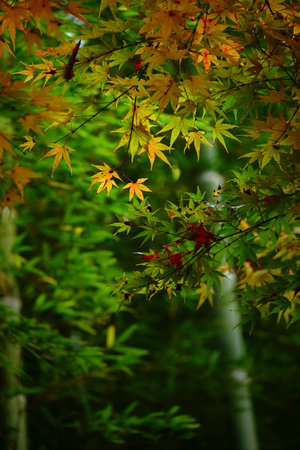 Maple leaves starting to change color to autumnの写真素材