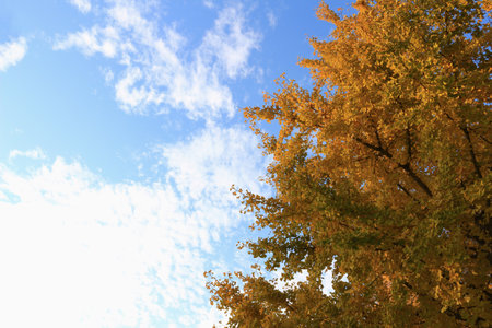 Blue sky and autumn leaves of ginkgo treeの写真素材