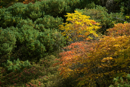 Background photo of a close-up of autumn foliage on a mountain in Hokkaidoの写真素材