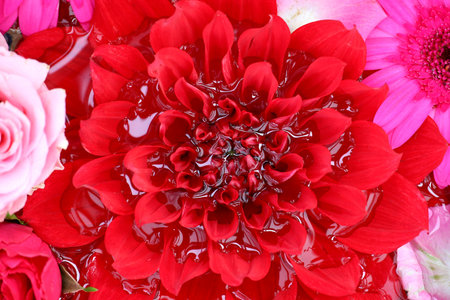 Background material photo of colorful flowers floating on water taken from aboveの写真素材