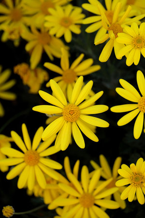 Background material photo of a close-up of a yellow Euryops daisy flowerの写真素材