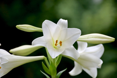 White Easter lily blooming in the fieldの写真素材