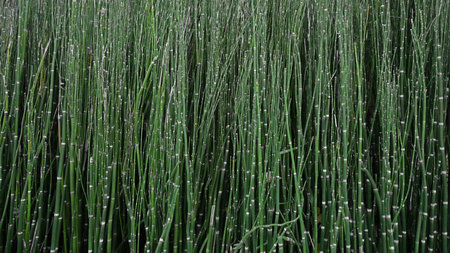 Background material photo of a close-up of a horsetaill reed bushの写真素材