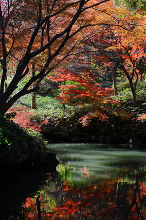 Autumn leaves of japanese maples covering a small pondの写真素材