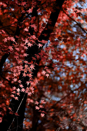 Background material photo of Japanese maple with autumn leaves