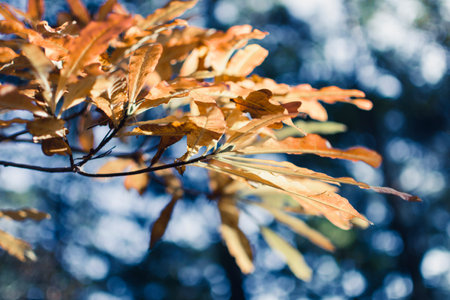 Autumn oak tree branch and leaves with cold blue background. Beauty in nature.の写真素材