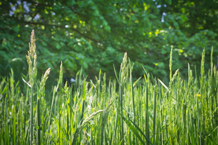 close-up shot of ripe summer grass with trees in defocused background. Beauty in natureの写真素材