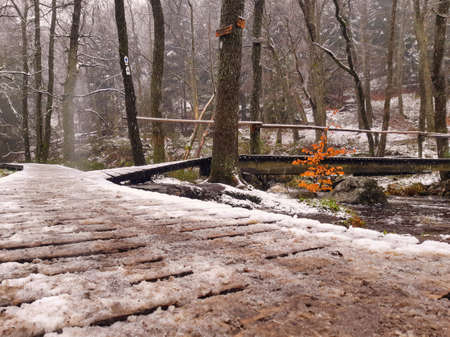 Jalhay, Belgium, April 2021: Elevated wooden walkway and bridge in the forest of Jalhay, Ardennes, Belgium, during snowfall in springの写真素材