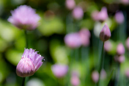 Closed chives flower bud gradually opening up in springtime. Beauty in nature.の写真素材