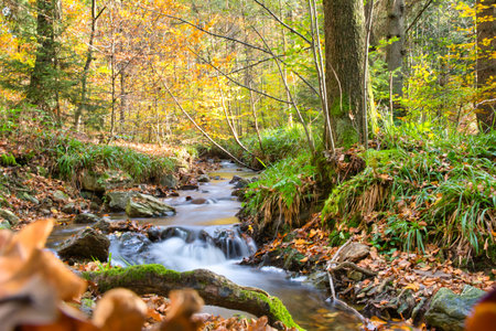 Forest of the Ardennes in Belgium, region High Fenns during autumn with river. Low angle long exposureの写真素材