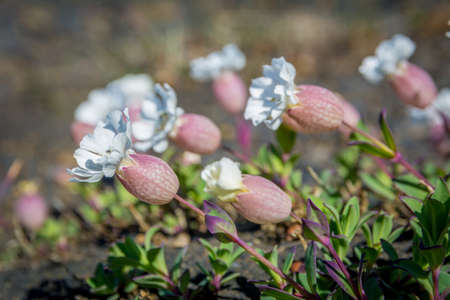 Flowers and plants of Iceland: Silene uniflora, commonly known as sea campion, part of the pink family Caryophyllaceae, a herbaceous perennial plant.の写真素材