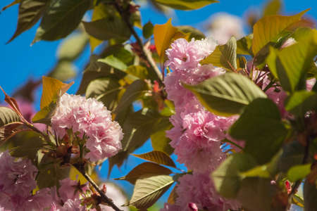 Close-up of Prunus japonica (Cerasus japonica), also called Japanese bush cherry or Oriental bush cherry, or Korean bush cherry. Tree in springtime.の写真素材