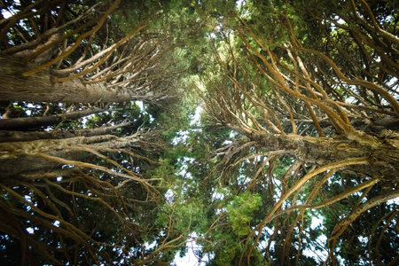 Looking up to the trees in a forest