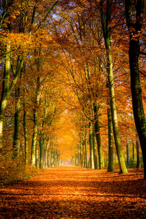 Autumn avenue, leaves on the ground, with trees lined up on a sunny day. Beauty in nature and seasons.の写真素材