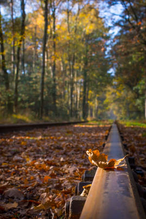 Leaf on a train track during fall season (autumn). Close-up and detail. Beauty in nature and seasonの写真素材