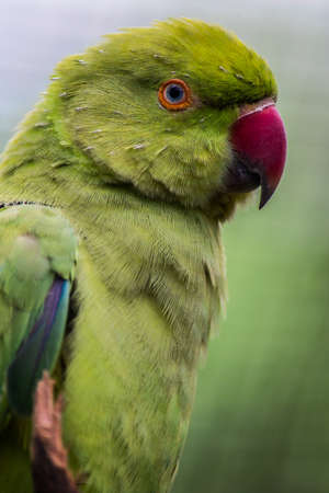 Indian Ringneck Parakeet Rose-Ringed Parakeet in close-upの写真素材