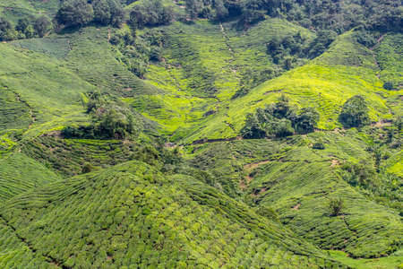 Green tea plantations of Cameron Highlands in Malaysia. Nature, travel and tourism.の写真素材