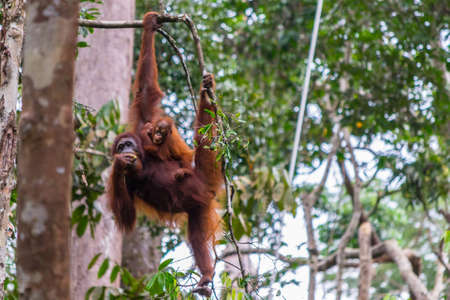Orangutan hanging in a tree in the jungle of Borneo, holding a baby. Animal Wildlife.の写真素材